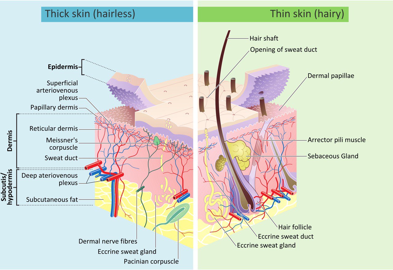 Dermatology